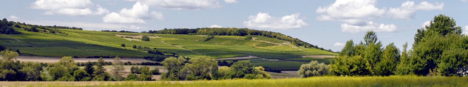 Hügellandschaft mit Bäumen und Weinbergen @DLR